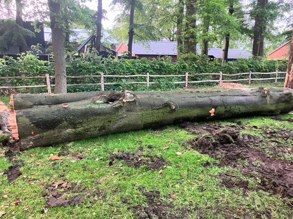 Beuken stam 750x7220, Tuin en Terras, 3 tot 6 m³, Ophalen, Beukenhout, Stammen