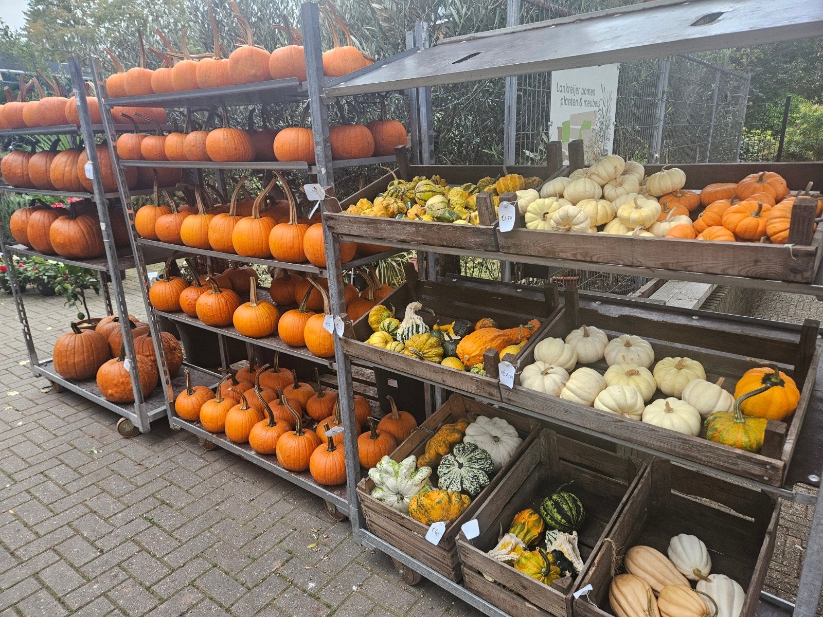 Pompoenen - Halloween, sier en eetbaar, Ophalen, Eenjarig, Groenteplanten, Volle zon