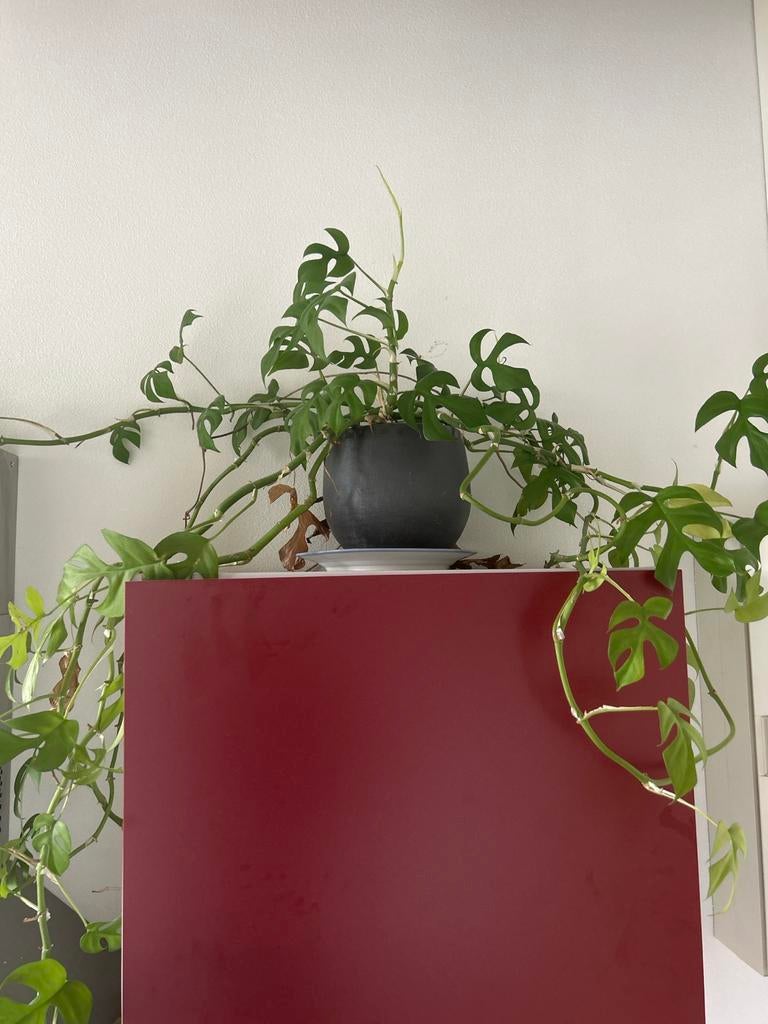 mini monstera, Tuin en Terras, Bloembakken en Plantenbakken, Ophalen of Verzenden, Zo goed als nieuw, Rond, Minder dan 30 cm