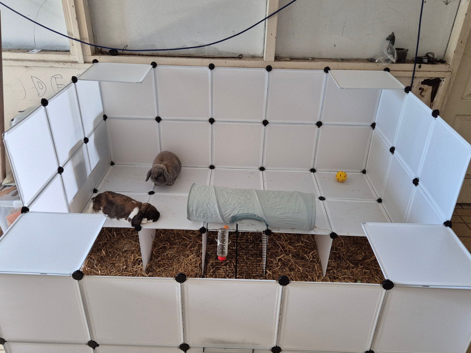 hangoor dwerg konijnen, Dieren en Toebehoren, Konijnen, Meerdere dieren, Middelgroot, Hangoor, 3 tot 5 jaar