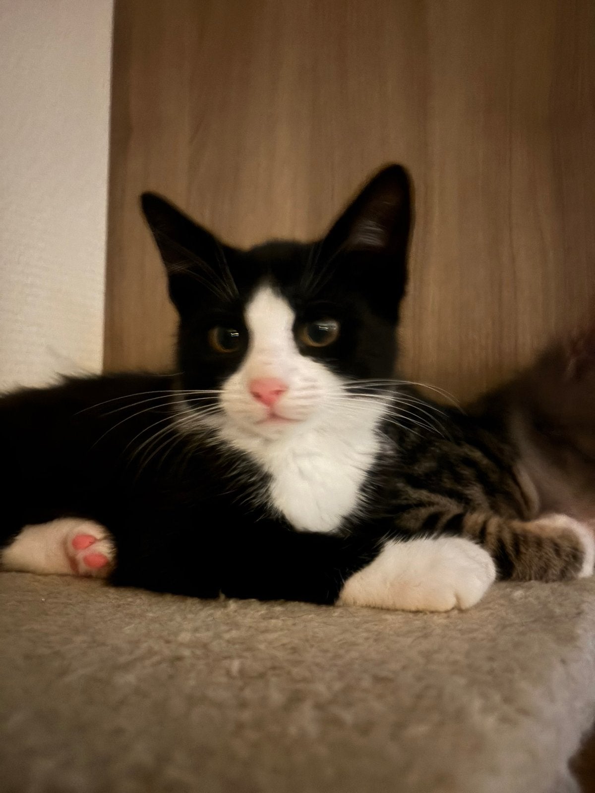 Lieve leuke kitten mag naar een ander huisje., Meerdere dieren