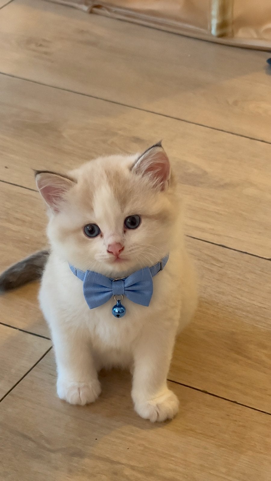 Nog 2 prachtige Ragdoll kittens, Poes, 0 tot 2 jaar
