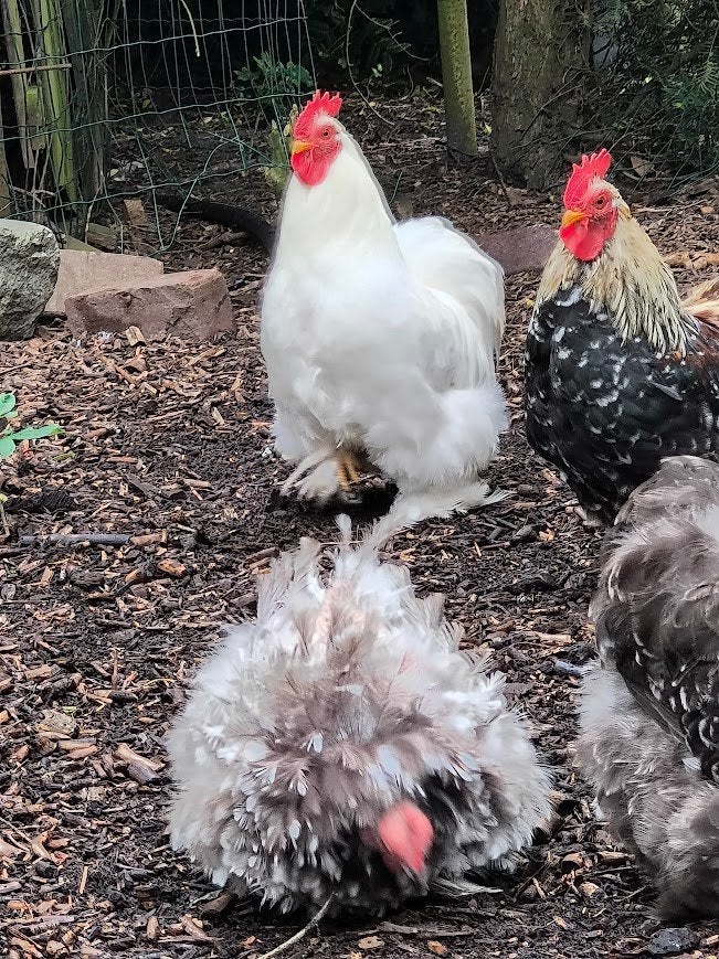cochin kriel haan, Dieren en Toebehoren, Pluimvee, Mannelijk, Kip