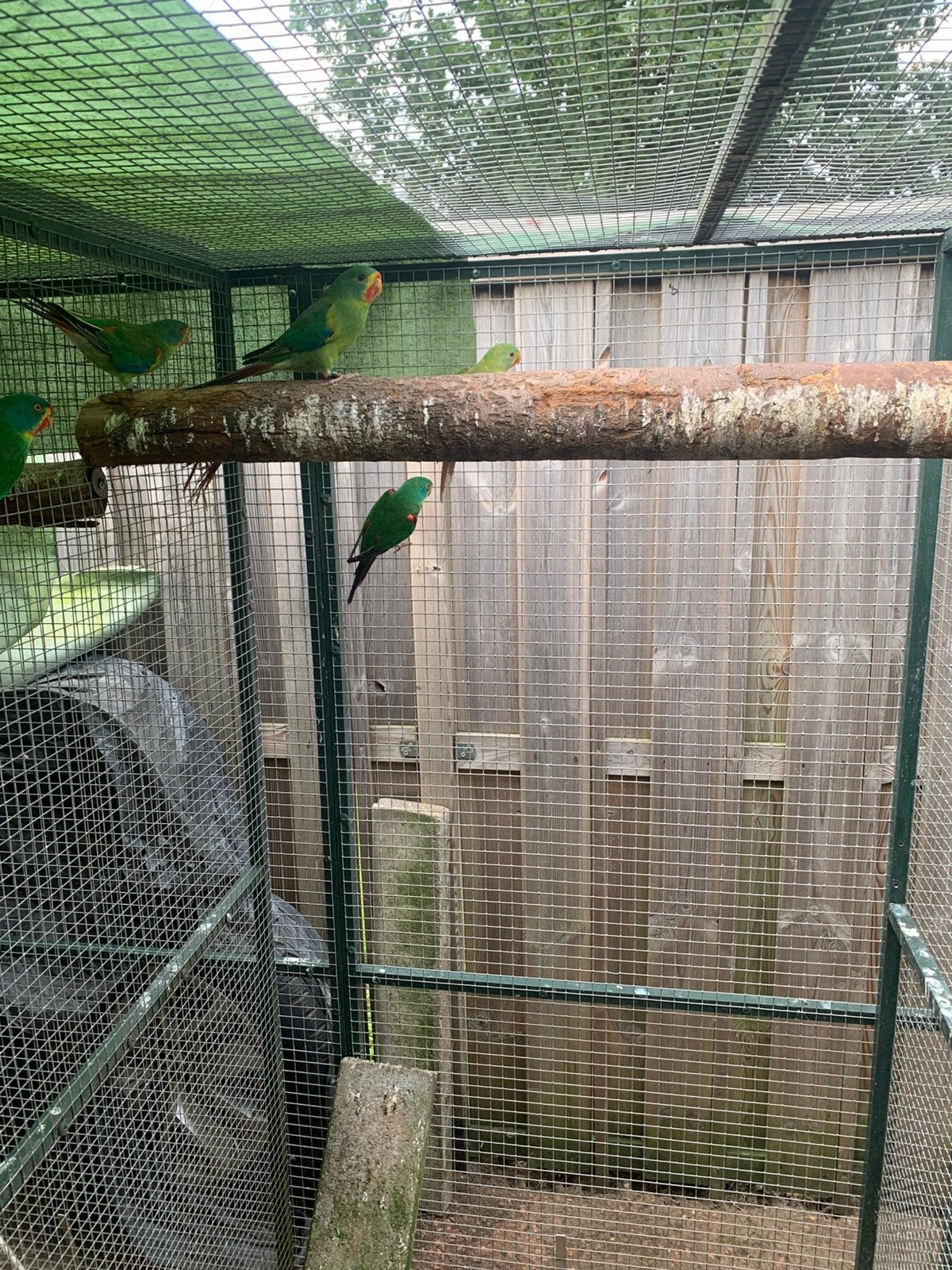 Te Koop., Dieren en Toebehoren, Mannelijk, Parkiet