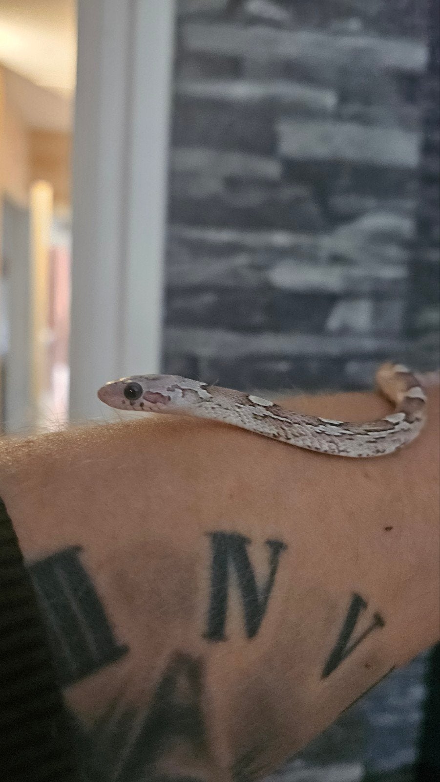 0.1 pantherophis guttatus ghost pied sided