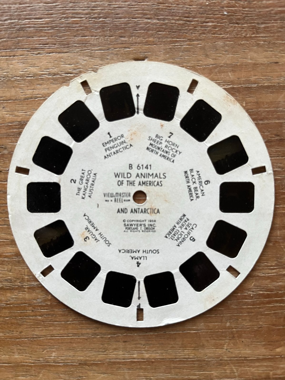 View-Master Schijf B 6141: Wilde Dieren Amerika & Antarctica, Ophalen of Verzenden, Gebruikt