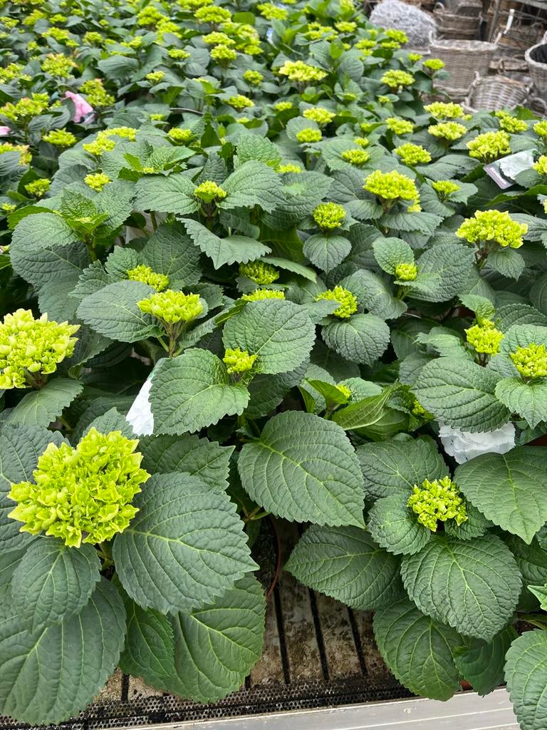 Hortensia hydrangea macrophylla wit €14,95, Overige soorten, Volle zon, Vaste plant, Ophalen of Verzenden