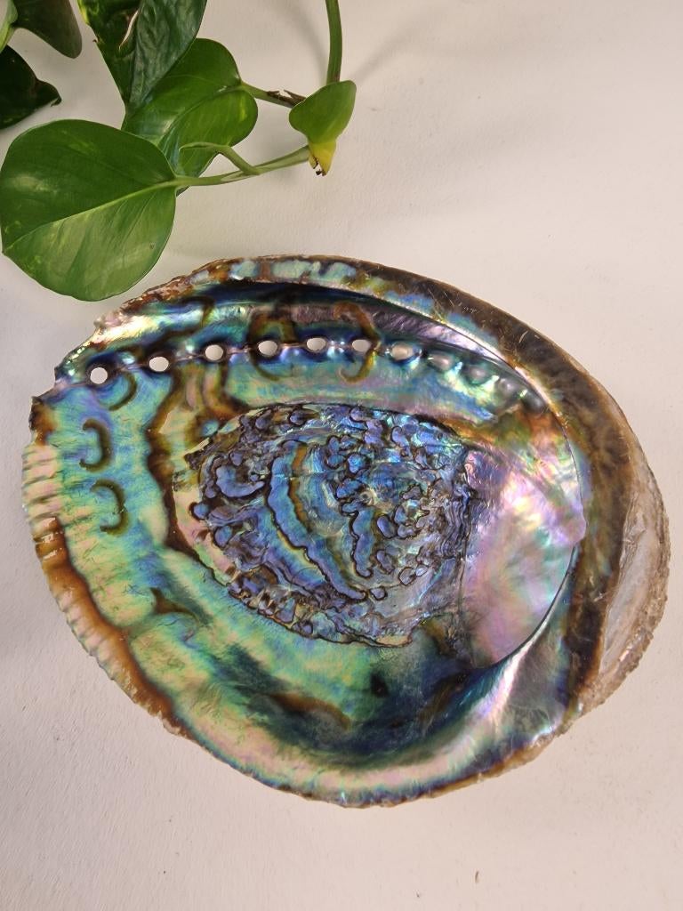 Prachtige Abalone Schelp - Paua Schelp, Ophalen of Verzenden, Schelp(en)