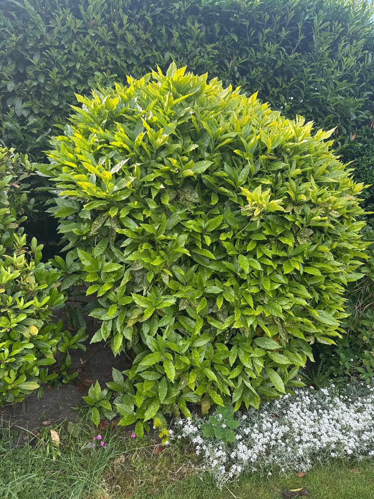 Japanse Broodboom (Aucuba japonica) - Groenblijvende struik, Vaste plant, Bloeit niet, Halfschaduw, Ophalen