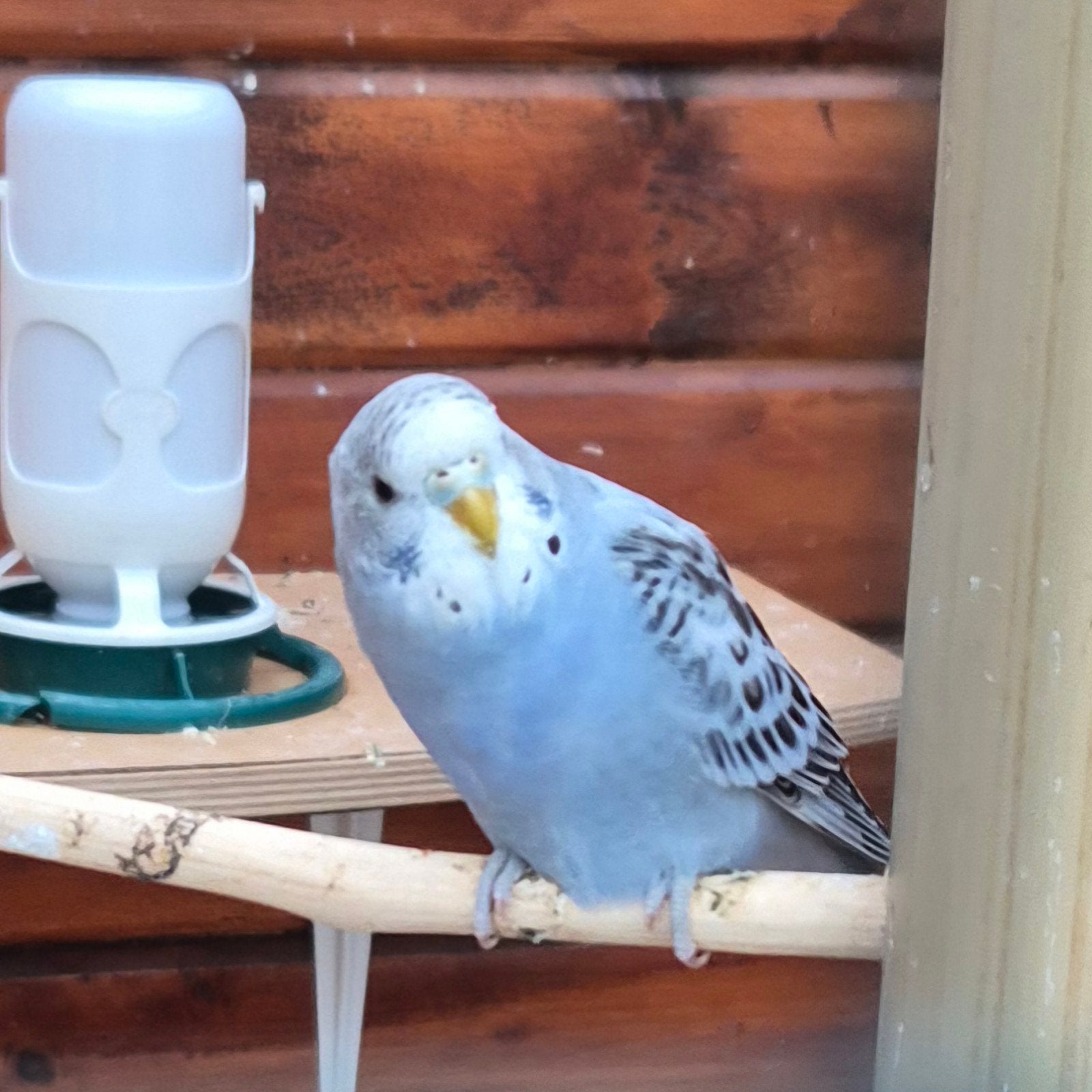 Jong grasparkietje, Dieren en Toebehoren, Vogels | Parkieten en Papegaaien, Vrouwelijk, Parkiet