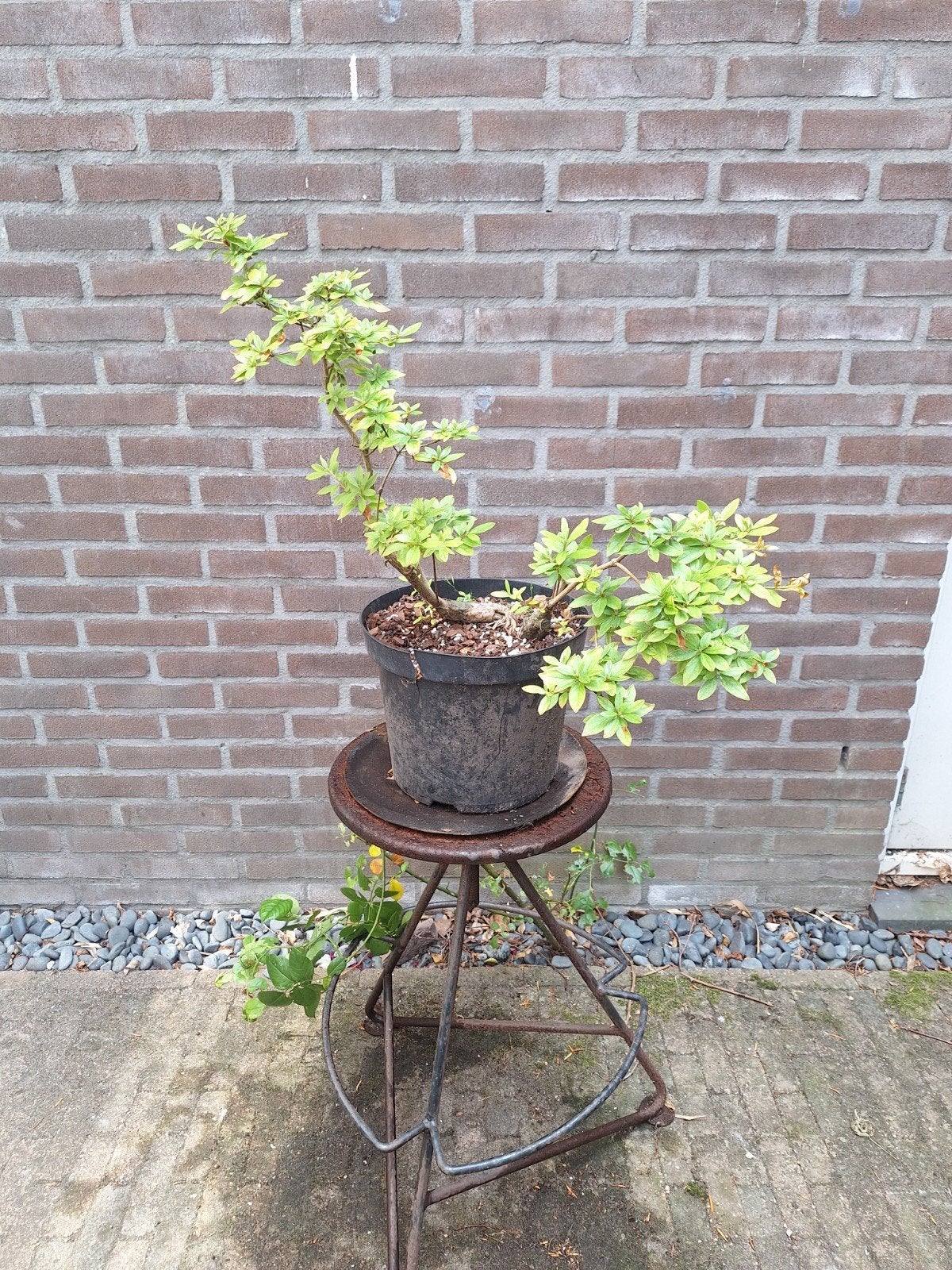 Pre-bonsai azalea, Ophalen