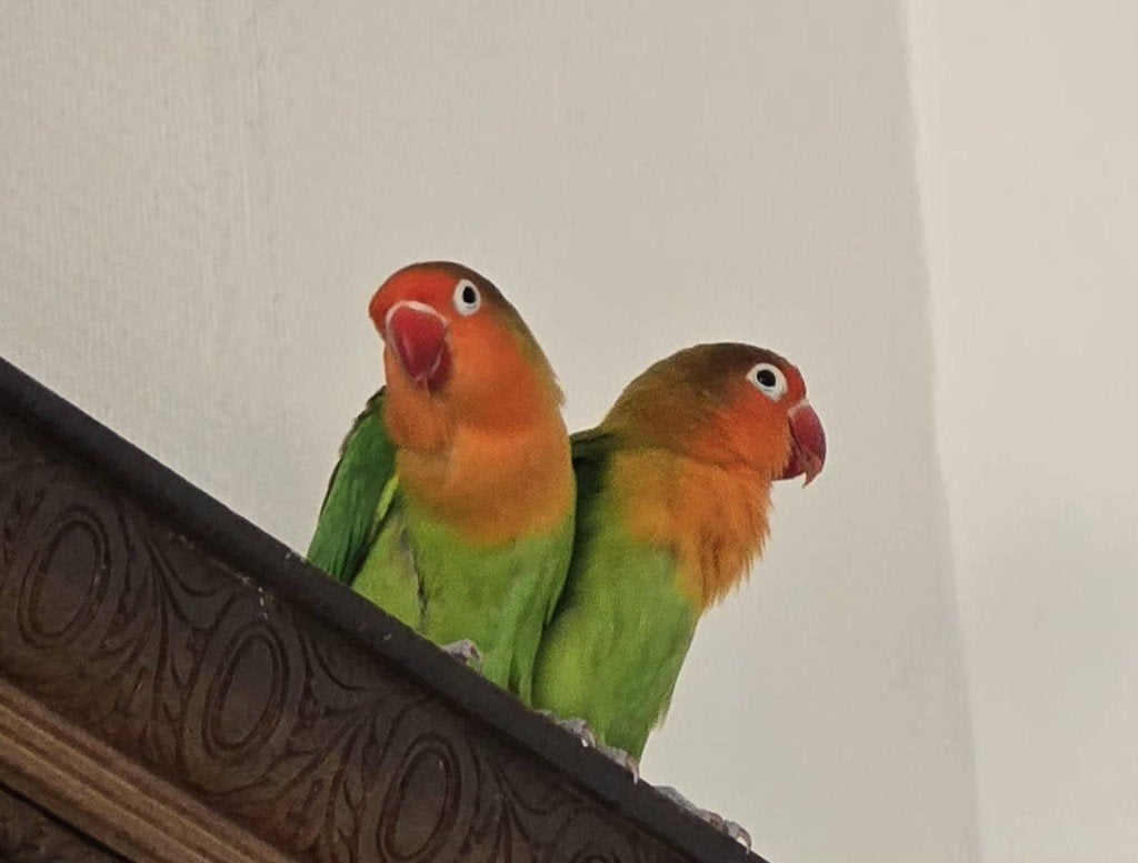 🦜Agapornis Ficheri Koppel🦜, Dieren en Toebehoren, Meerdere dieren, Dwergpapegaai of Agapornis, Pratend