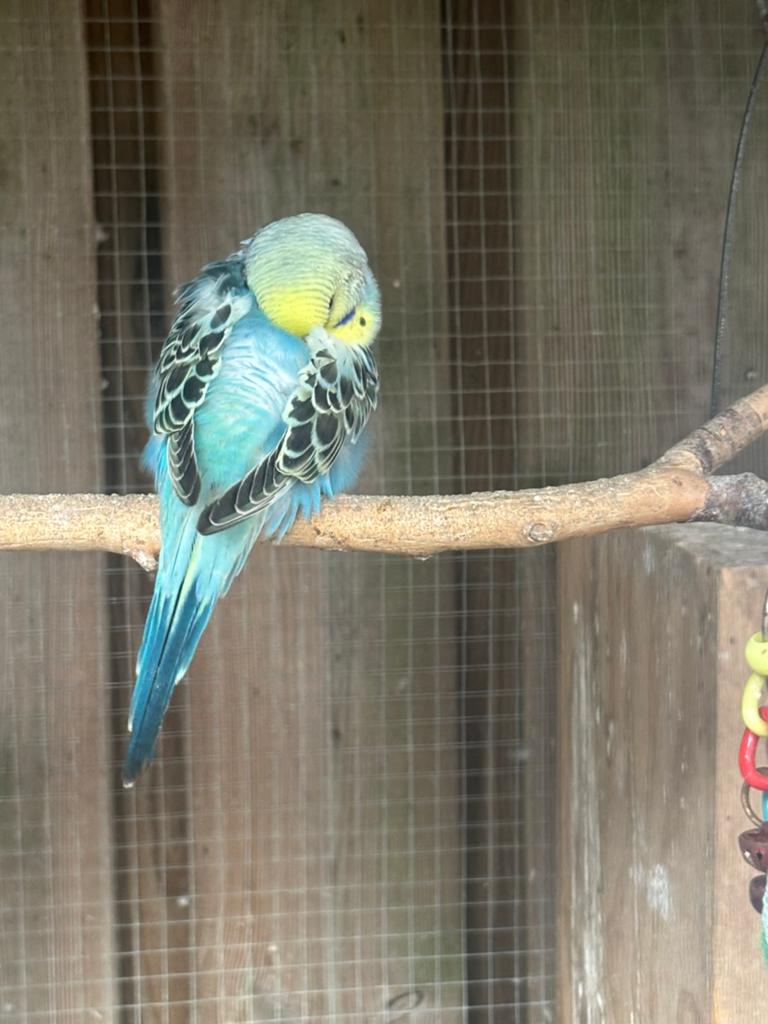 Meisjes grasparkiet regenboog. Baby, Dieren en Toebehoren, Vogels | Parkieten en Papegaaien, Vrouwelijk, Parkiet