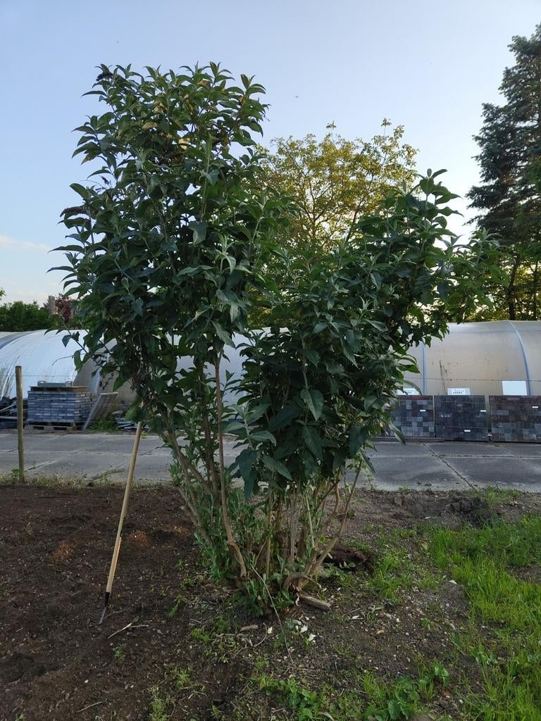 Paarse Vlinderstruiken - Buddleja davidii, Ophalen, Vlinderstruik, Struik, 100 tot 250 cm
