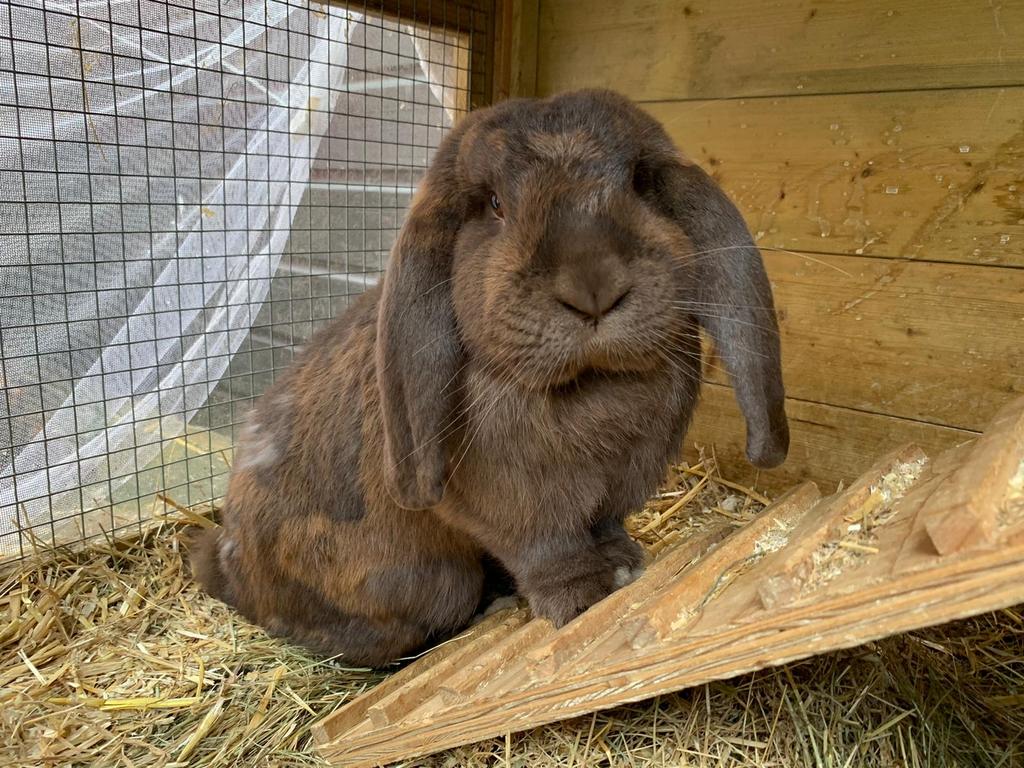 Gezocht een gecastreerde Franse Hangoor, Dieren en Toebehoren, Konijnen, Vrouwelijk, Groot, Hangoor