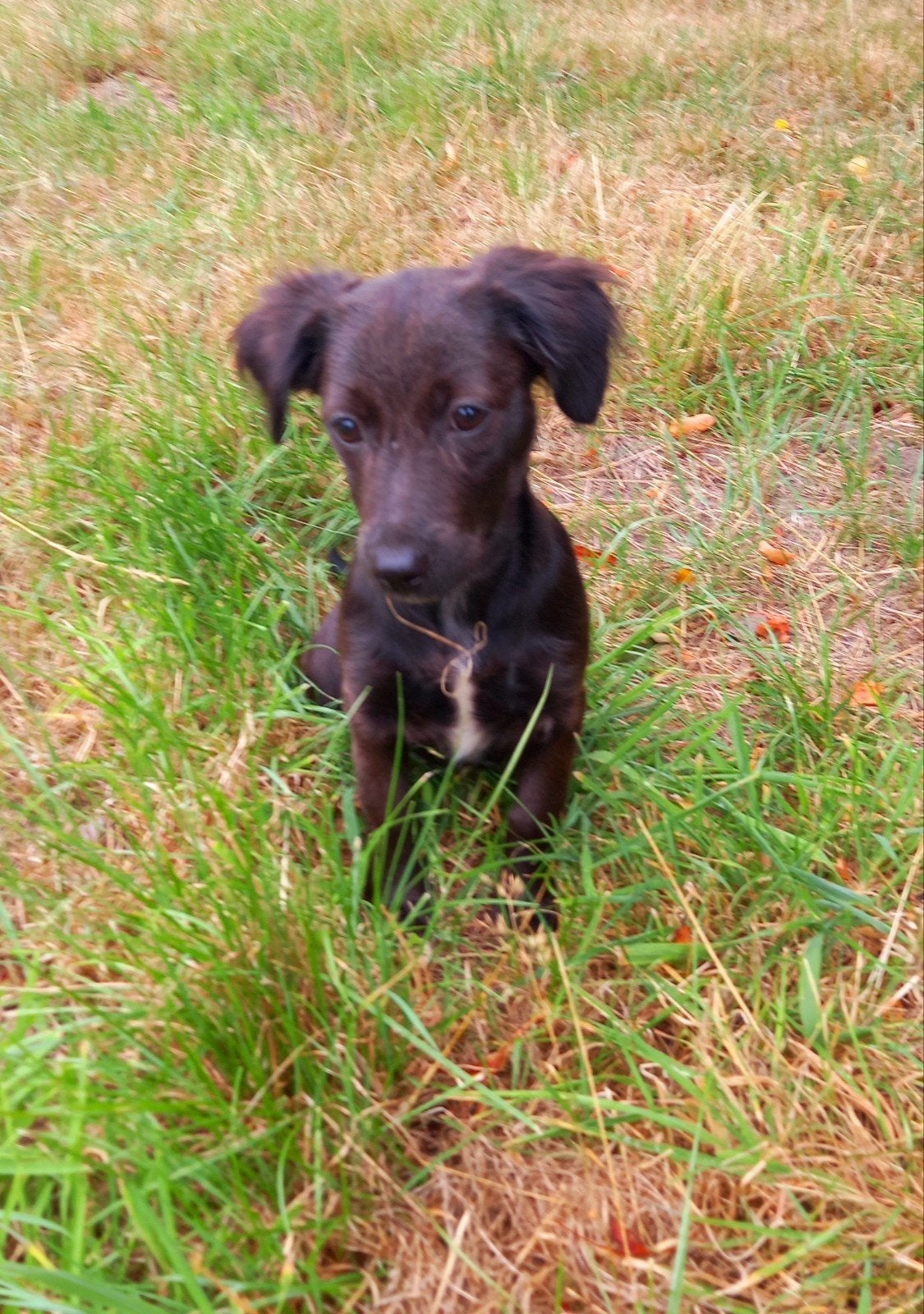 Jack Russel kruising pups, Dieren en Toebehoren, Parvo, Jack Russell Terriër, 8 tot 15 weken, Meerdere