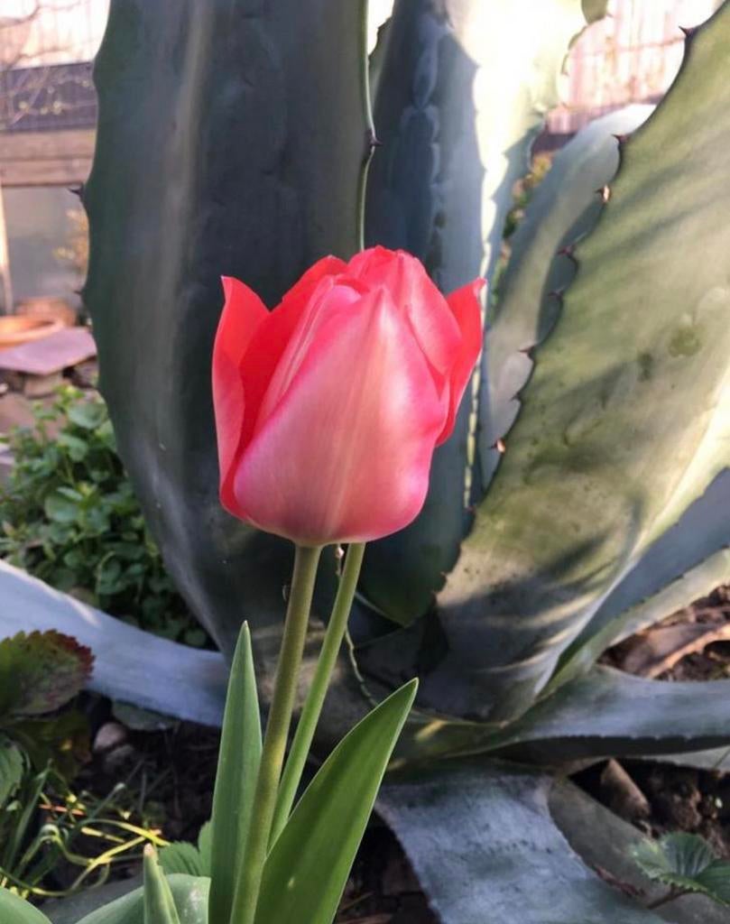 Grote Bio Nederlandse blauw Agave zonplanten winterhard, Minder dan 100 cm, Zomer, Volle zon, In pot
