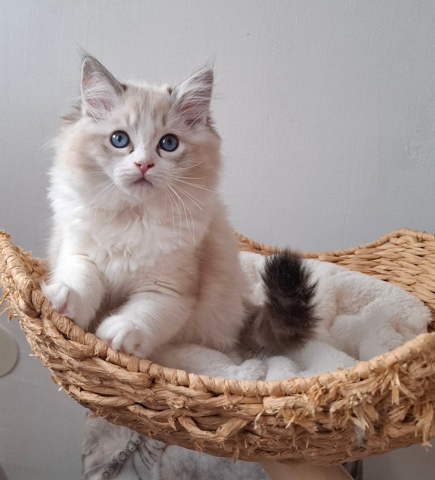 Ragdoll poesje met Stamboom, Poes, Met stamboom, 0 tot 2 jaar