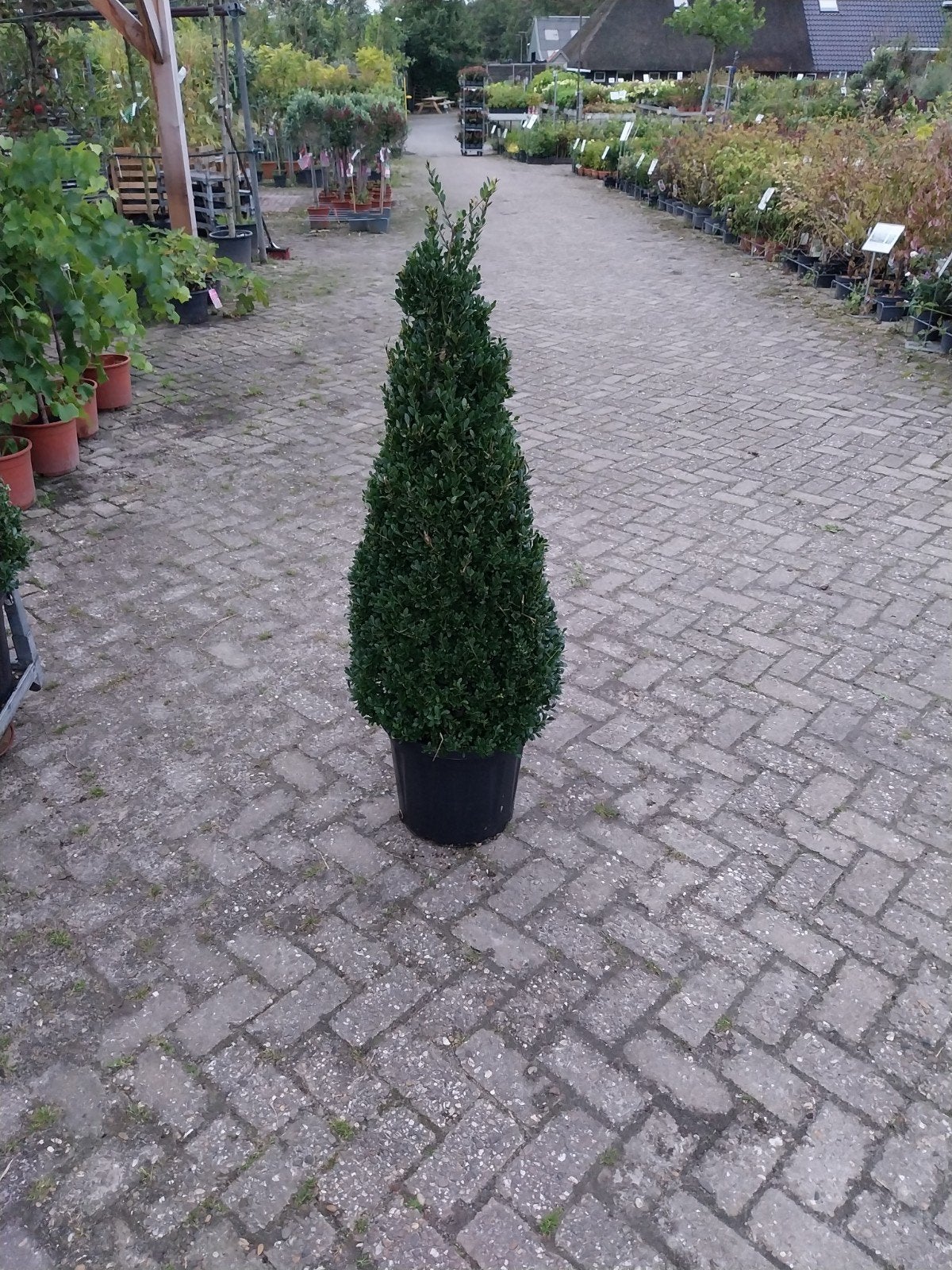 Ilex Crenata Kegel 100 cm hoog - Japanse Hulst, Ophalen, Overige soorten, Halfschaduw