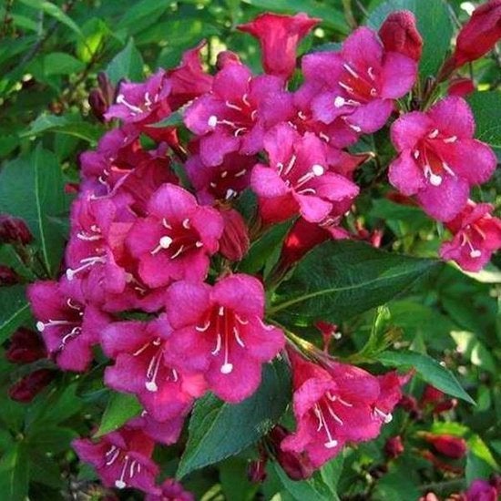 Weigela bristol ruby, weigela rood bloeiend, Ophalen of Verzenden, Overige soorten, Struik, 100 tot 250 cm