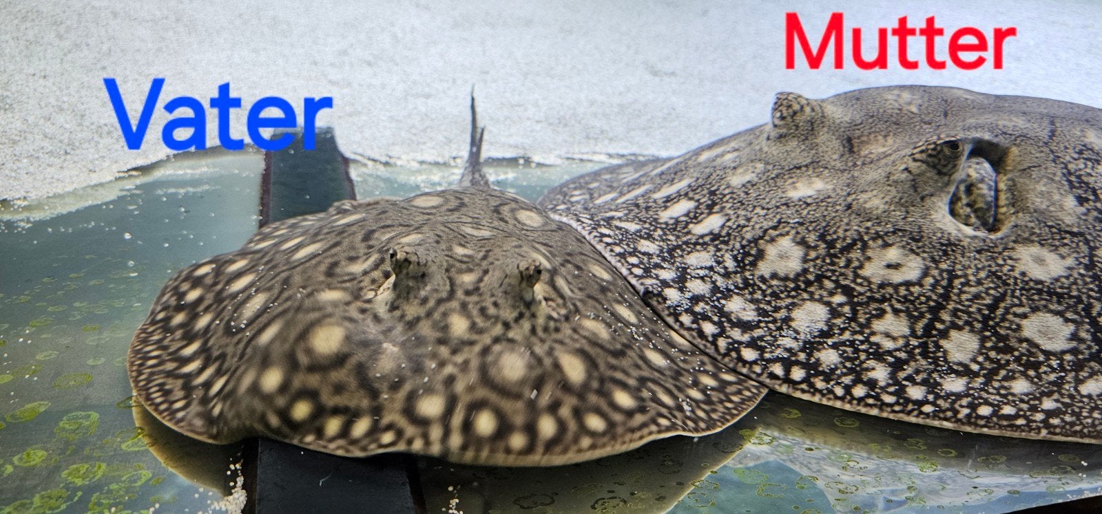 Potamotrygon Sow Leo, Dieren en Toebehoren, Vissen | Aquariumvissen