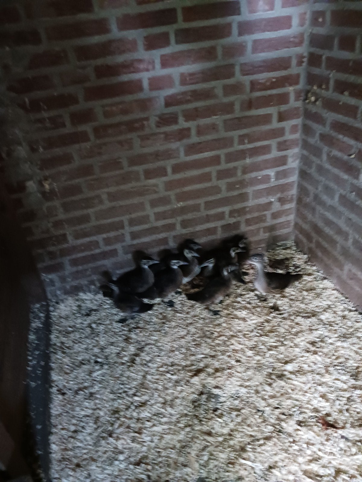 Jonge eenden, Dieren en Toebehoren, Pluimvee, Meerdere dieren, Eend