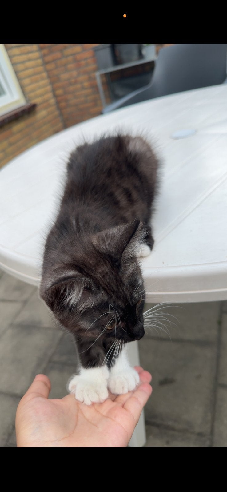 Zwart-witte kitten van 3 maanden