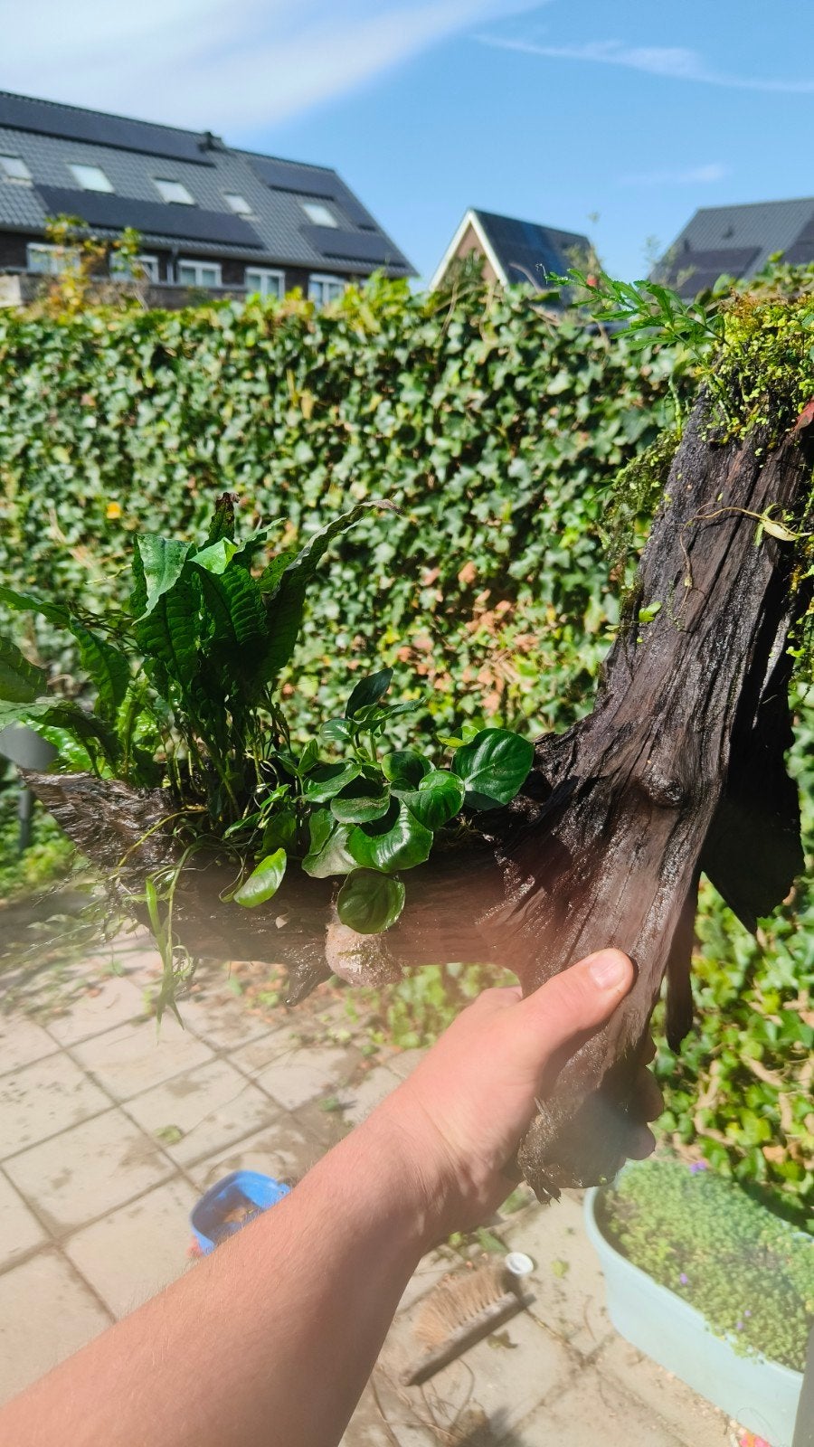 diverse grote stukken kien hout., Vis, Zoetwatervis