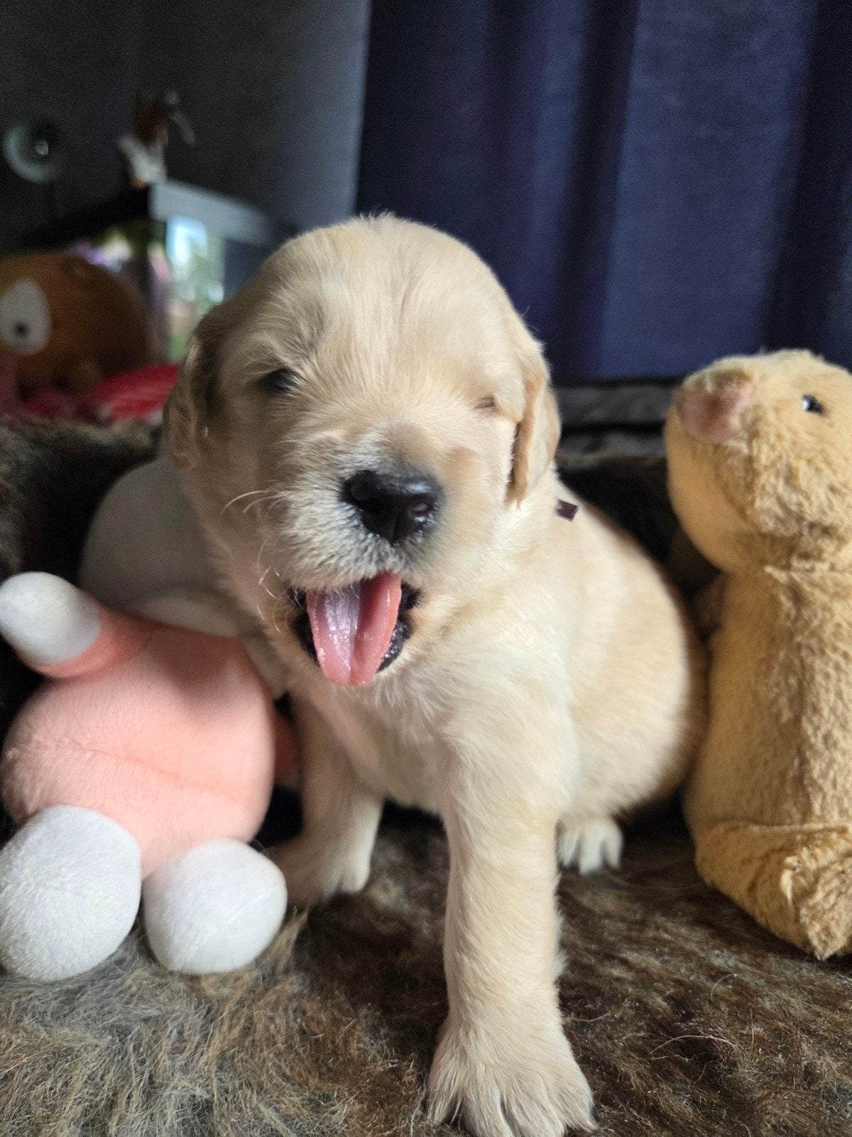 Golden doodle pups uniek goldenretriever/labradoodle, Dieren en Toebehoren, Overige rassen, 8 tot 15 weken, Meerdere, Meerdere dieren