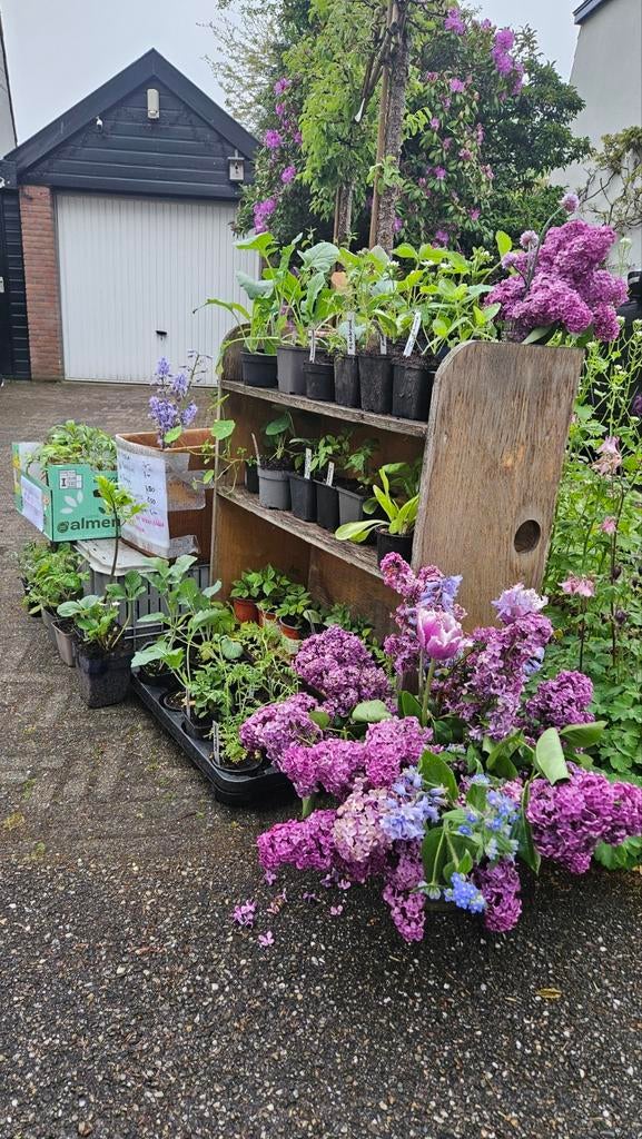 Moestuinplantjes divers, Ophalen, Eenjarig, Groenteplanten, Volle zon