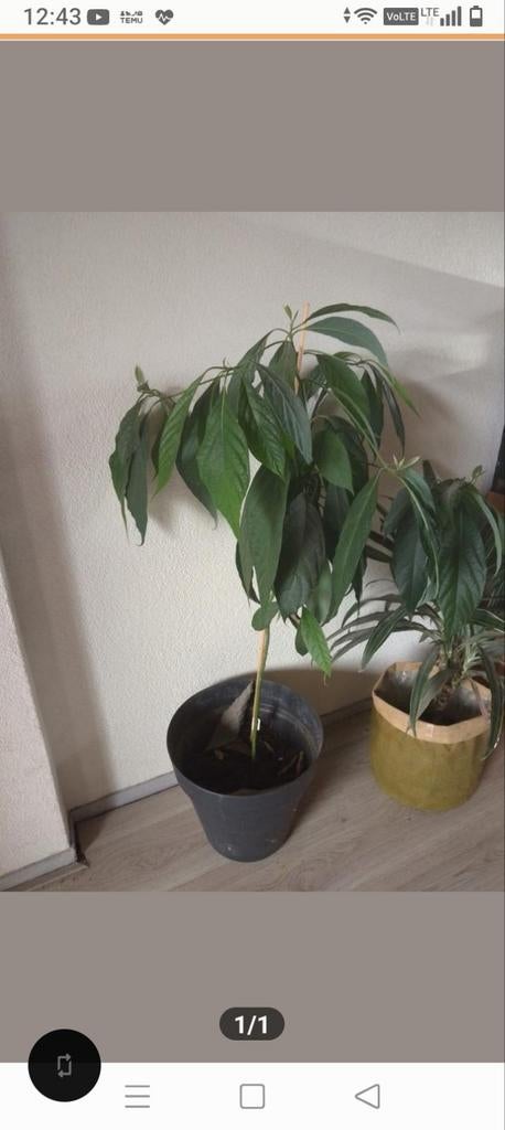 Avocadoplant, Huis en Inrichting, Kamerplanten, Ophalen of Verzenden, Halfschaduw