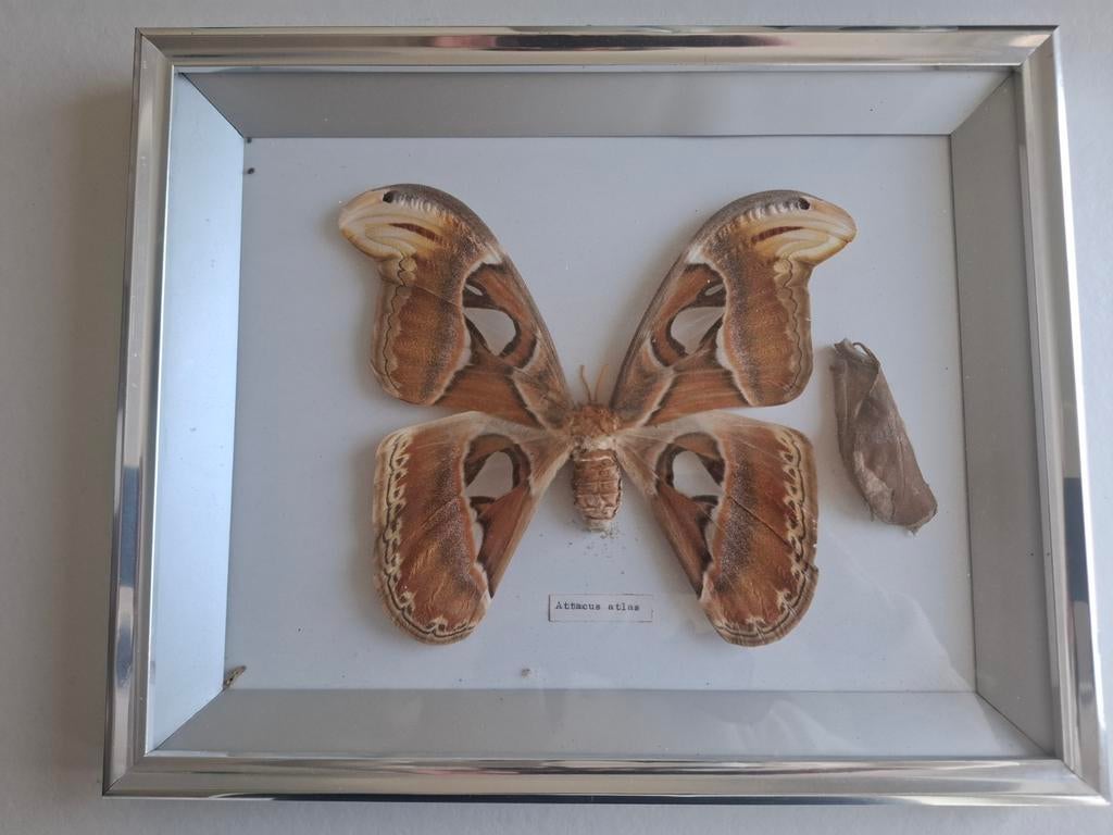 Attacus atlas vlinder in lijst taxodermie, Ophalen of Verzenden, Zo goed als nieuw, Insect, Opgezet dier