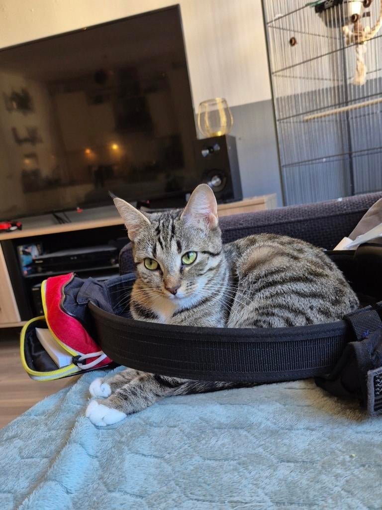 2 zusjes katten, Dieren en Toebehoren, Katten en Kittens | Overige Katten, Poes