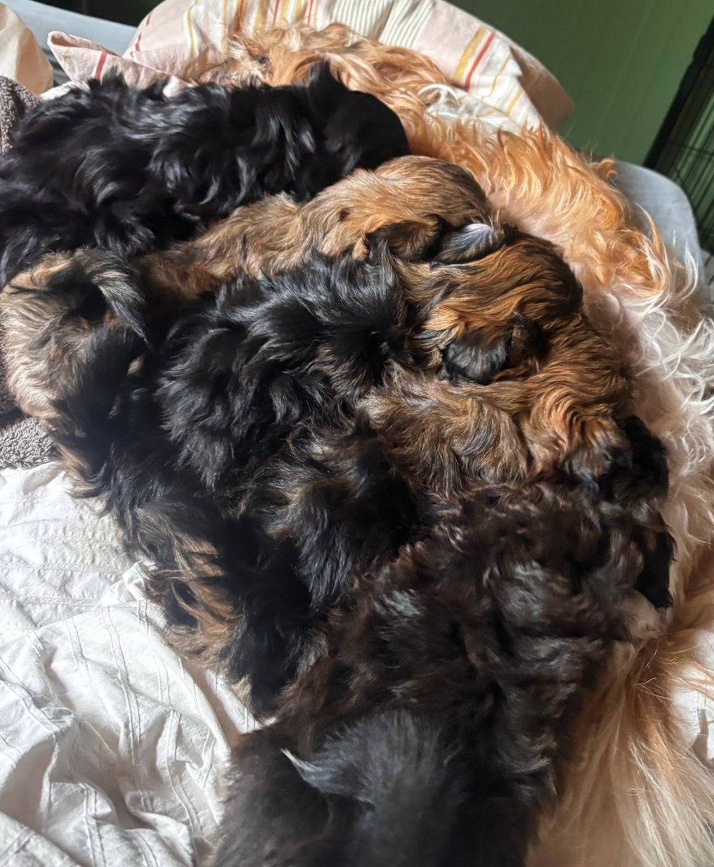 Prachtige Shih Tzu Pups (1 PUPPY OVER), 8 tot 15 weken, Parvo, Meerdere, Meerdere dieren
