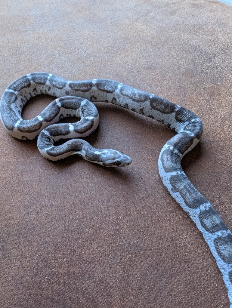 0.1 Scaleless Anery 66% Amel '24, Dieren en Toebehoren, Slang, Tam, 0 tot 2 jaar
