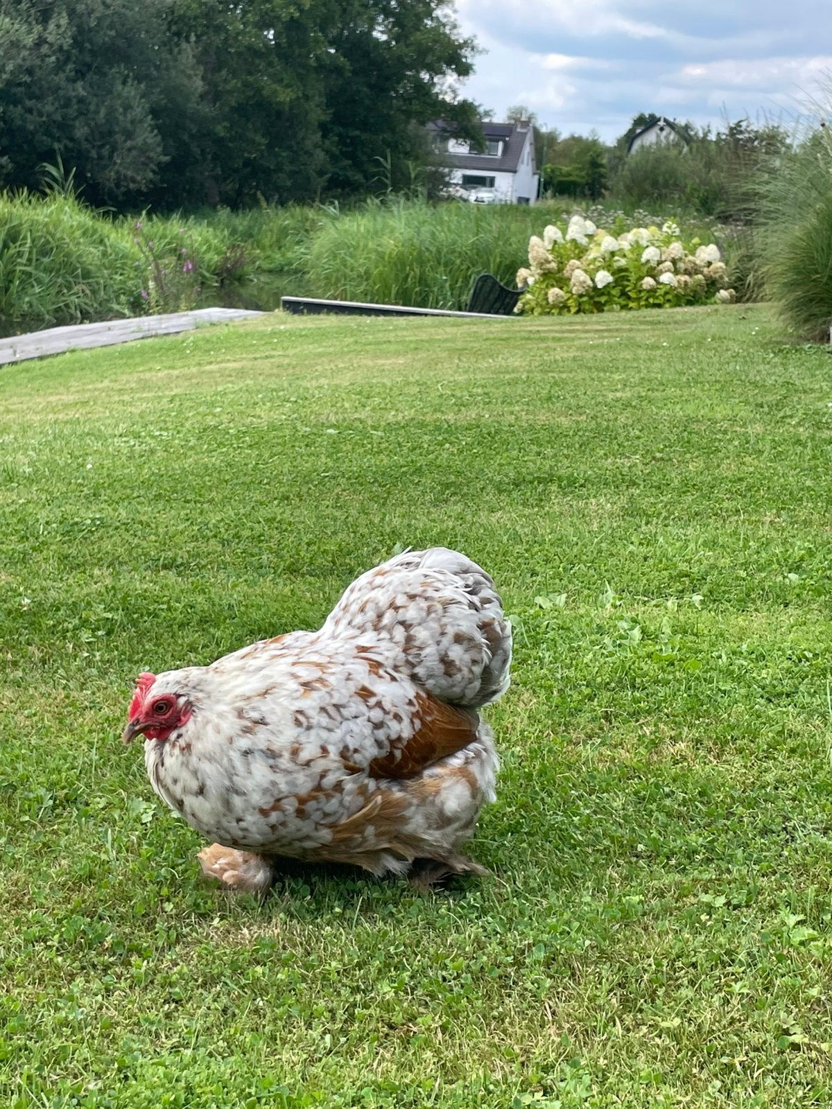 Cochin krielkip porselein, Dieren en Toebehoren, Pluimvee, Vrouwelijk, Kip