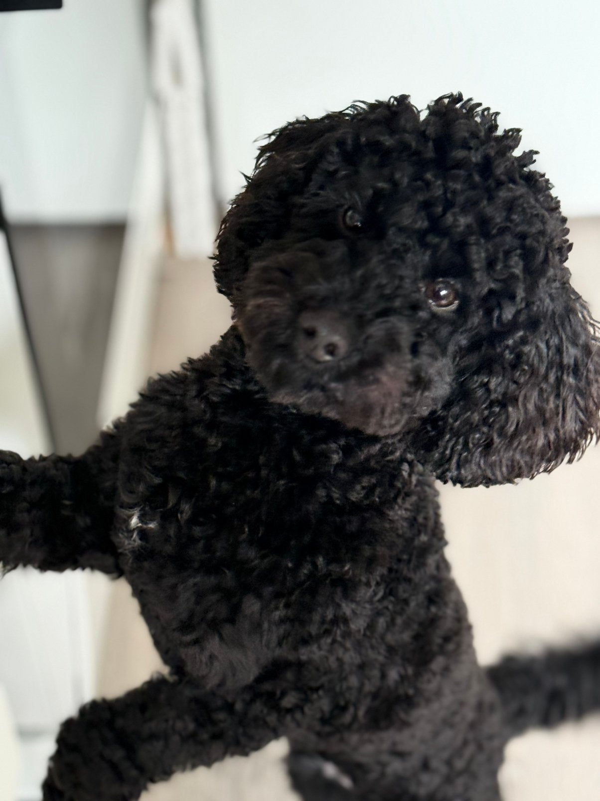 Toy poedel Reutje, Poedel, Reu, 1 tot 2 jaar, Parvo