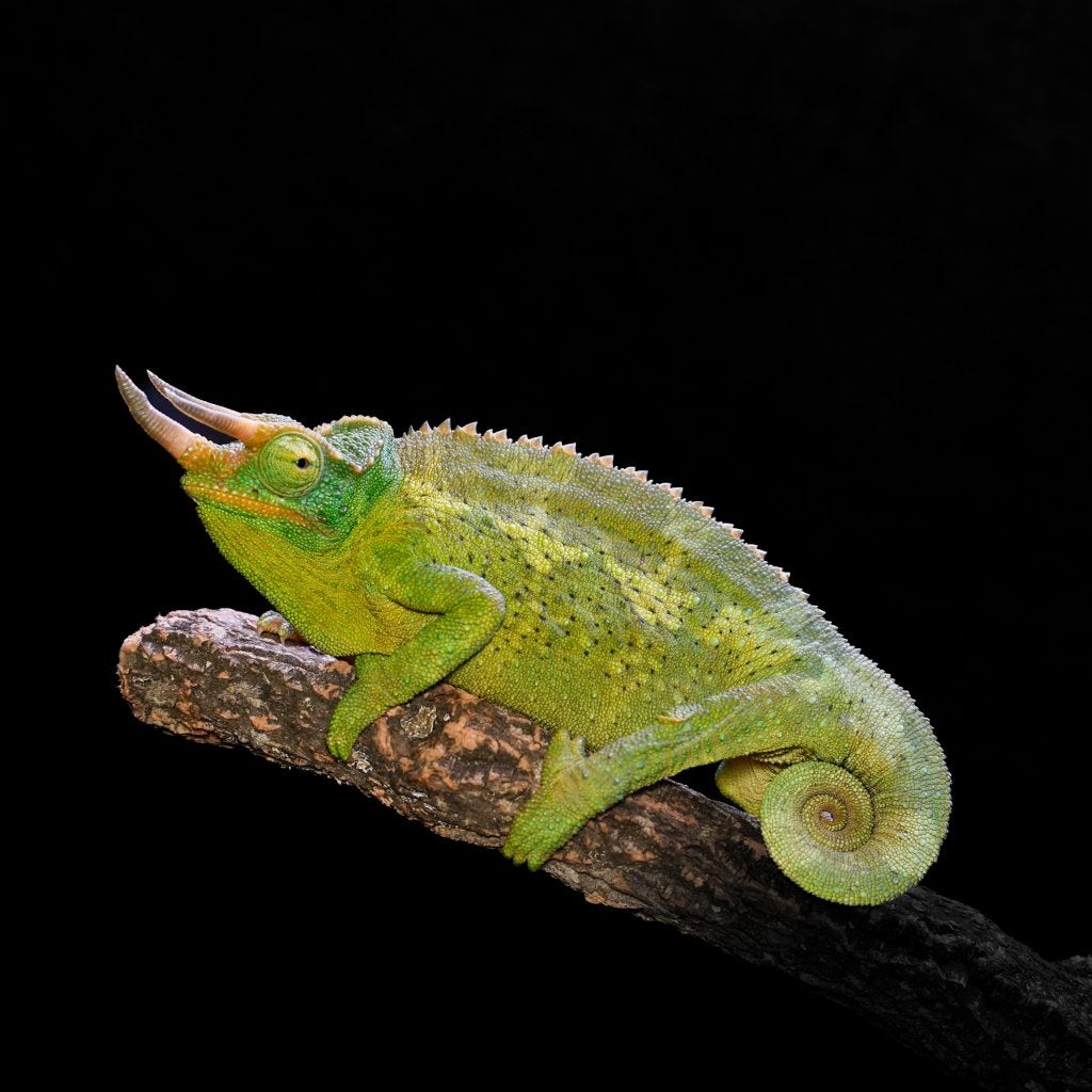 Trioceros Jacksonii xantholophus - Driehoorn kameleon Chameleon - male for sale from De Kaaiman