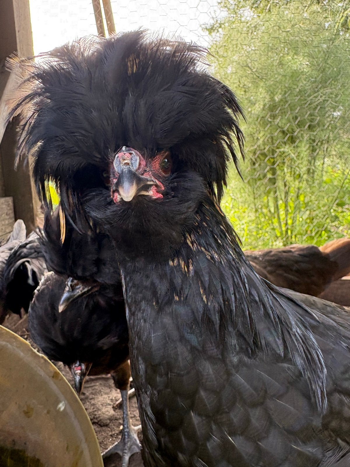 Hollandse Kuifhoenkrieltjes 2 hennen en 1 haan, Dieren en Toebehoren, Pluimvee, Meerdere dieren, Kip