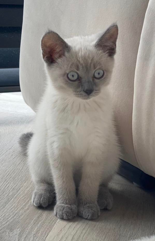 Britse korthaar kittens blue point, Meerdere dieren, Kortharig, 0 tot 2 jaar