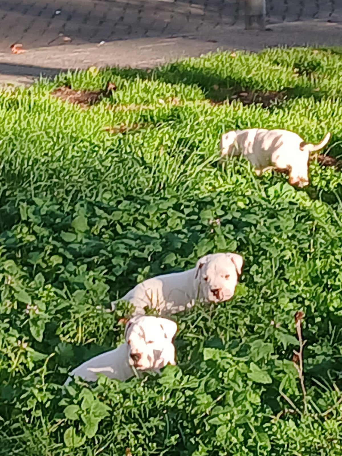 dogo argentino puppy's, Overige rassen, 8 tot 15 weken, Meerdere, Meerdere dieren
