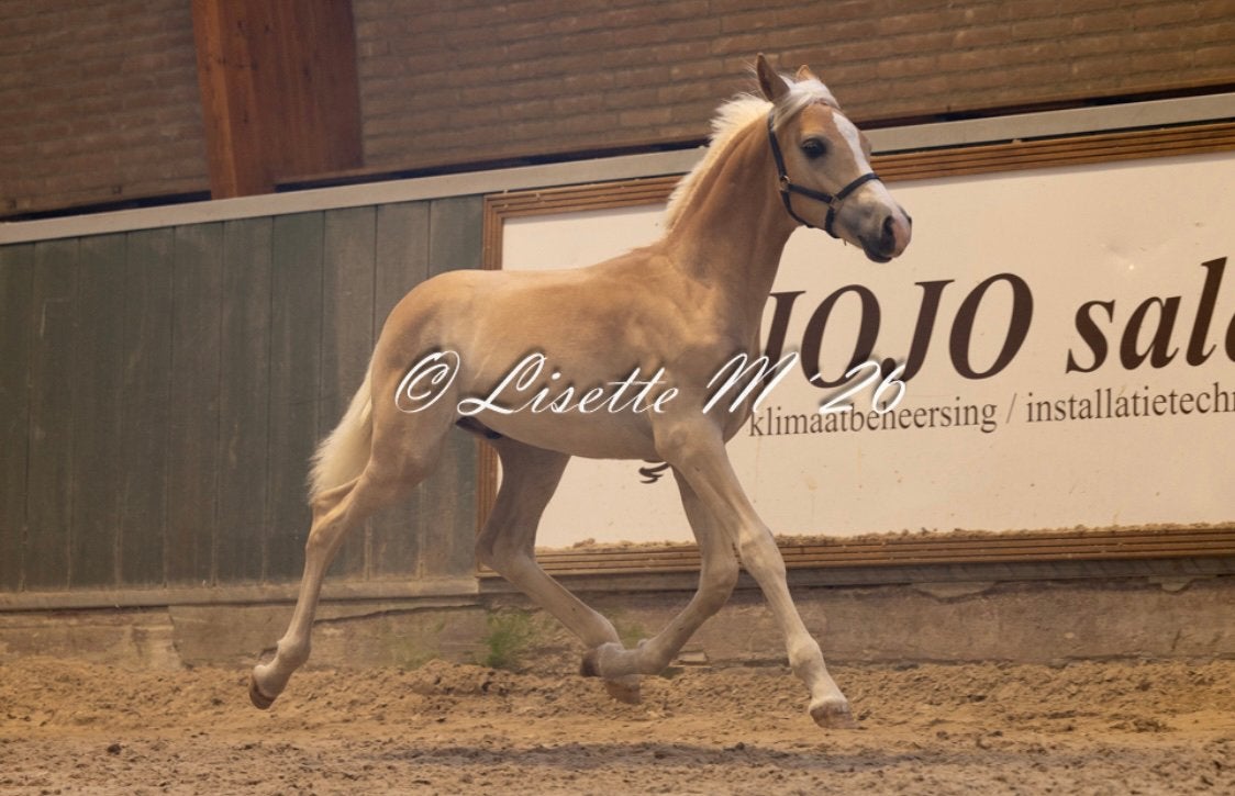 Haflinger hengst veulen, E pony (1.48m - 1.57m), Met stamboom, Dressuurpony, Niet van toepassing