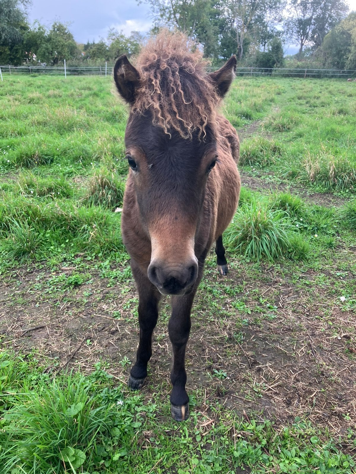 Leuk bruin merrieveulen nmprs, Dieren en Toebehoren, Merrie, A pony (tot 1.17m), Met stamboom, 0 tot 2 jaar