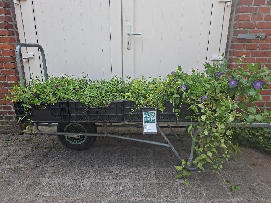 Mooie soorten Vinca (Maagdenpalm) in pot!, Tuin en Terras, Ophalen, Overige soorten, Volle zon