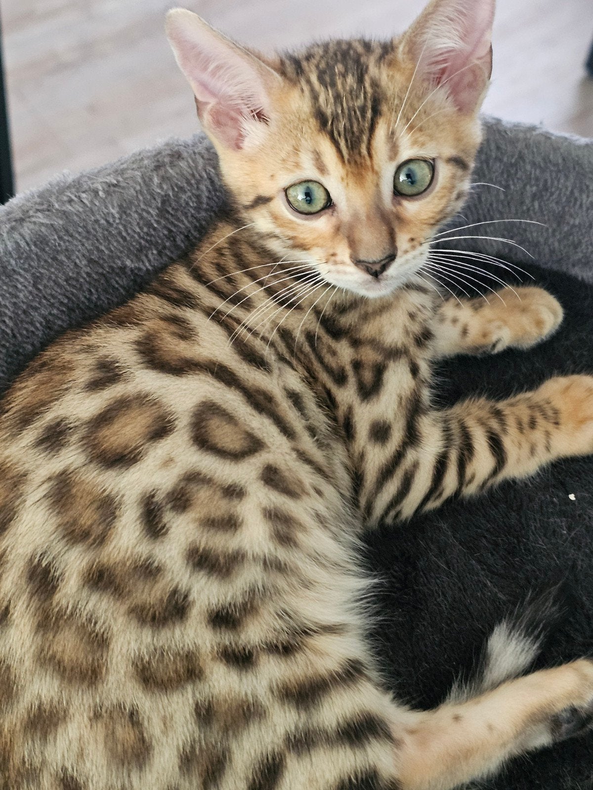 Bengaalse kittens, Dieren en Toebehoren, Katten en Kittens | Raskatten | Korthaar, Meerdere dieren, Gechipt, 0 tot 2 jaar
