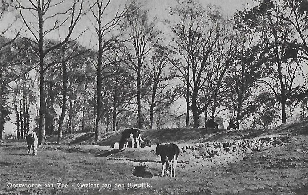 Oostvoorne aan zee a/d rietdijk oude ansichtkaart (6224), Ophalen of Verzenden, 1960 tot 1980, Gelopen, Zuid-Holland