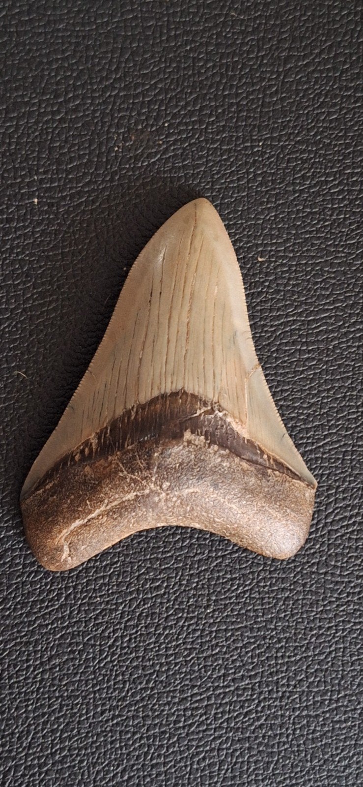 Megalodon haaientand - Fossiel uit Peru, Ophalen of Verzenden, Fossiel