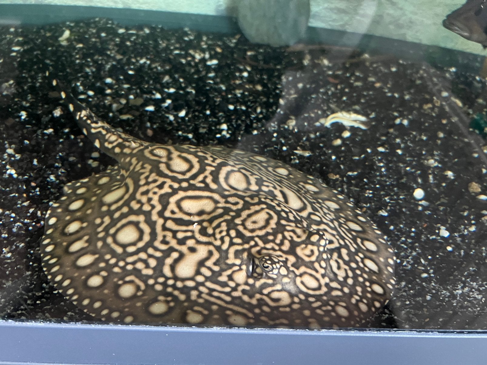 Super white blackdiamond  vrouwtje vier maanden oud, Vis