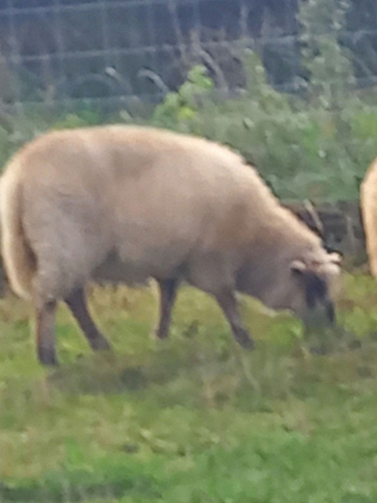 schaap, Dieren en Toebehoren, Vrouwelijk, Schaap