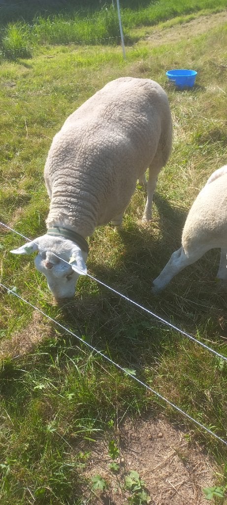 Te koop mooie Swifter dekram, Mannelijk, Schaap, 3 tot 5 jaar